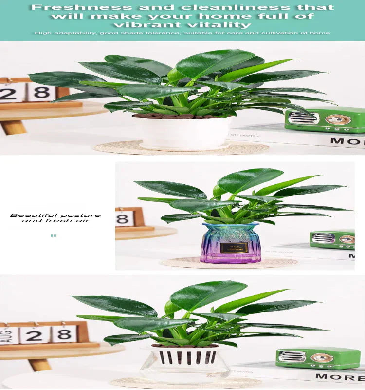 【 Lung Nourishing Drug King 】 Golden Diamond Green Plant