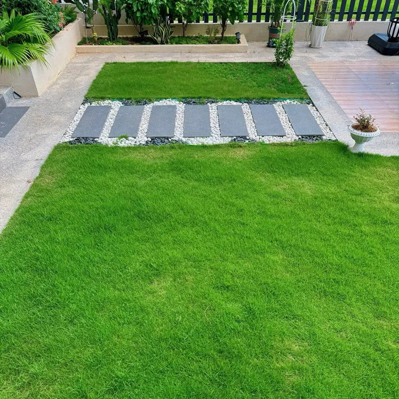 Evergreen Grass Seeds (Buy 1 Get 1 Free)