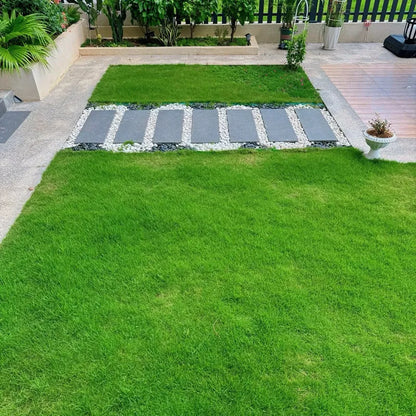 Evergreen Grass Seeds (Buy 1 Get 1 Free)