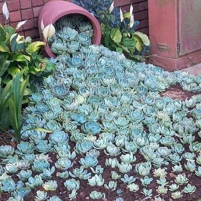 🌺Lakshmi Kamal Vastu Plant🌺 – Attract Wealth & Happiness💸