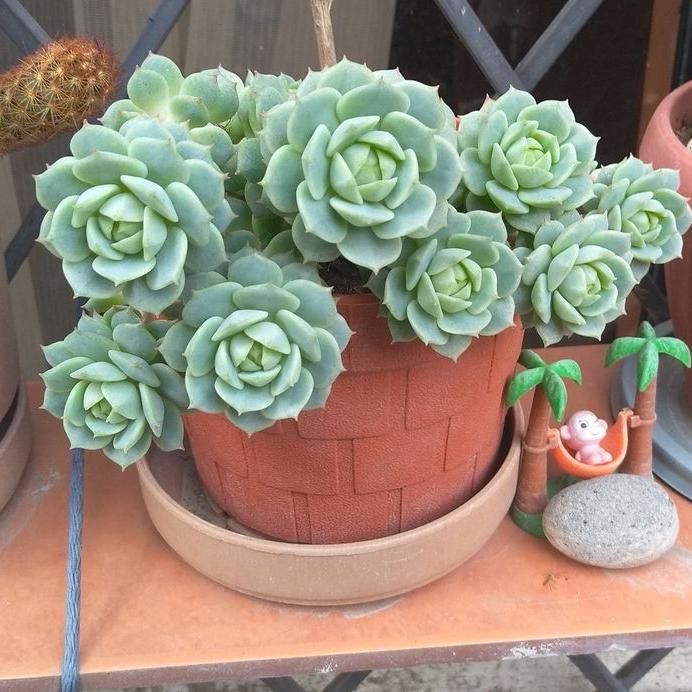 🌺Lakshmi Kamal Vastu Plant🌺 – Attract Wealth & Happiness💸