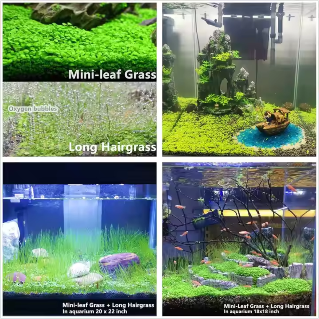 Aquarium Plants Seeds | BUY 1 GET 2 FREE!
