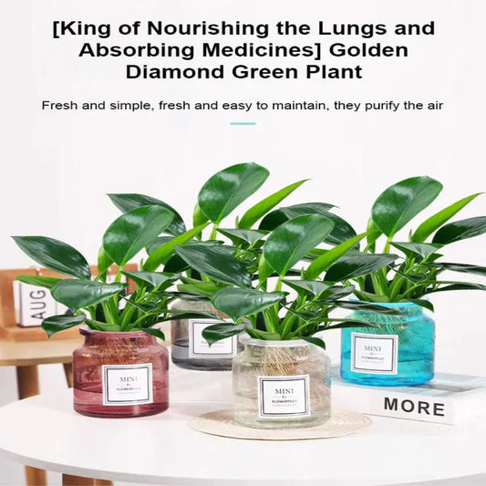 【 Lung Nourishing Drug King 】 Golden Diamond Green Plant