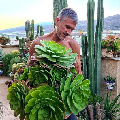 🌺Lakshmi Kamal Vastu Plant🌺 – Attract Wealth & Happiness💸