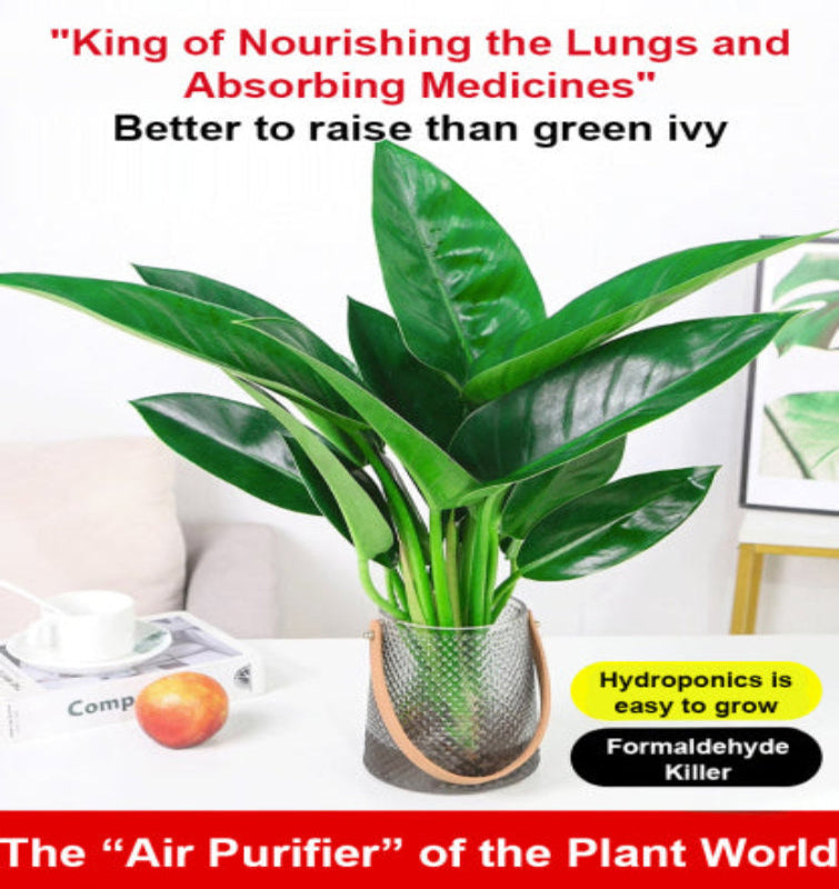 【 Lung Nourishing Drug King 】 Golden Diamond Green Plant