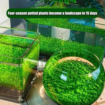 Aquarium Plants Seeds | BUY 1 GET 2 FREE!