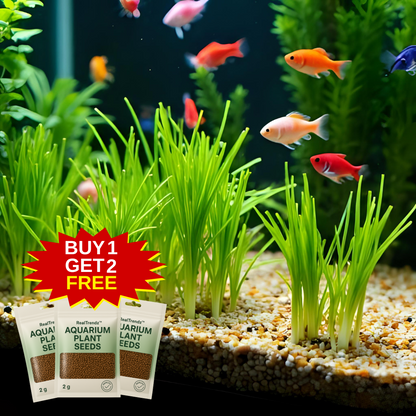 Aquarium Plants Seeds | BUY 1 GET 2 FREE!