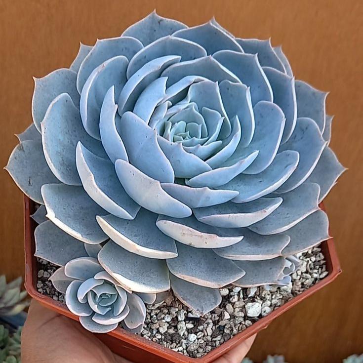 🌺Lakshmi Kamal Vastu Plant🌺 – Attract Wealth & Happiness💸