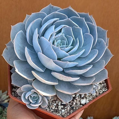 🌺Lakshmi Kamal Vastu Plant🌺 – Attract Wealth & Happiness💸