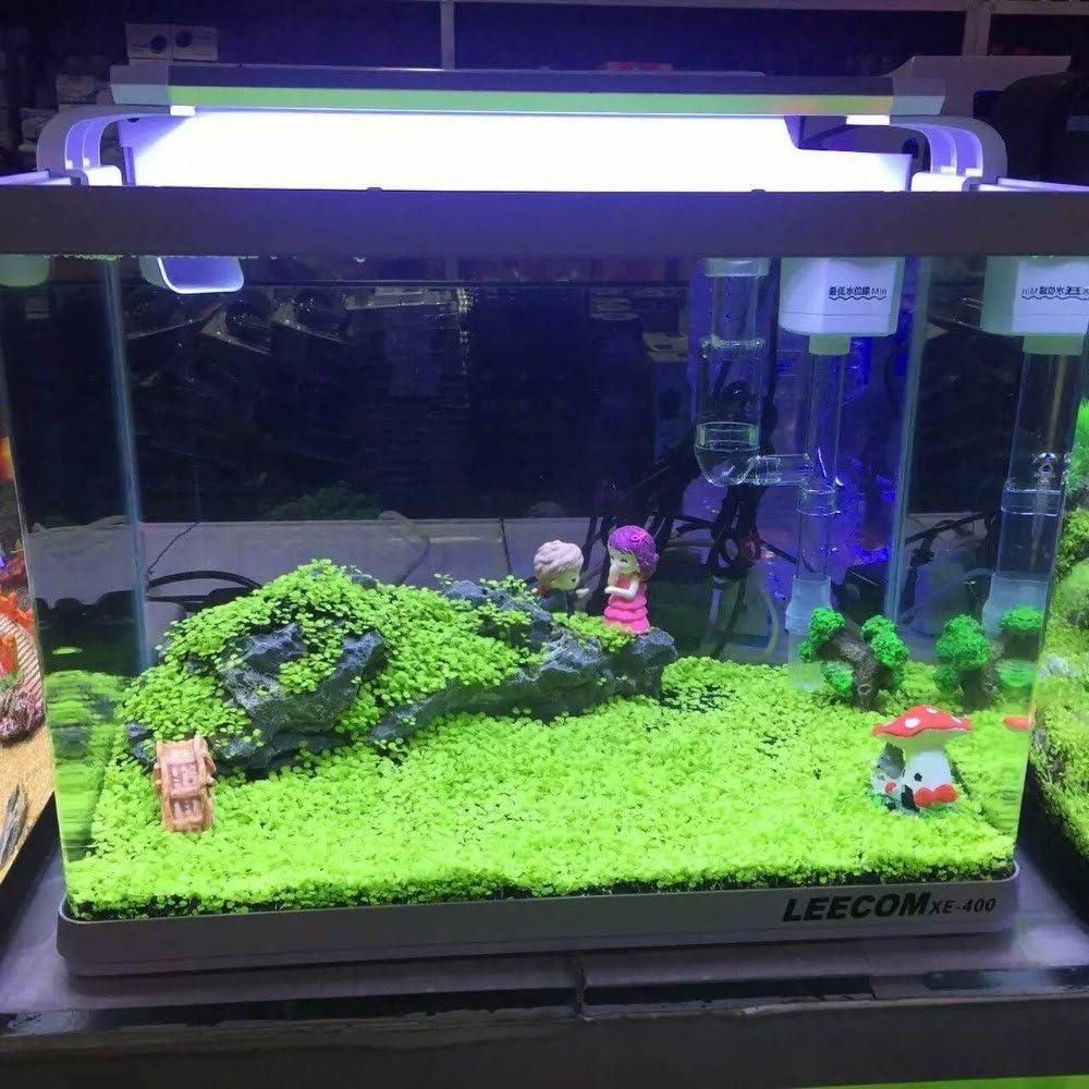 Aquarium Plants Seeds | BUY 1 GET 2 FREE!