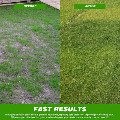 Evergreen Grass Seeds (Buy 1 Get 1 Free)