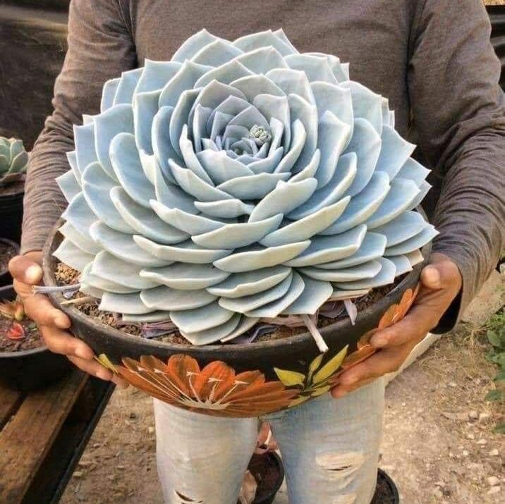 🌺Lakshmi Kamal Vastu Plant🌺 – Attract Wealth & Happiness💸