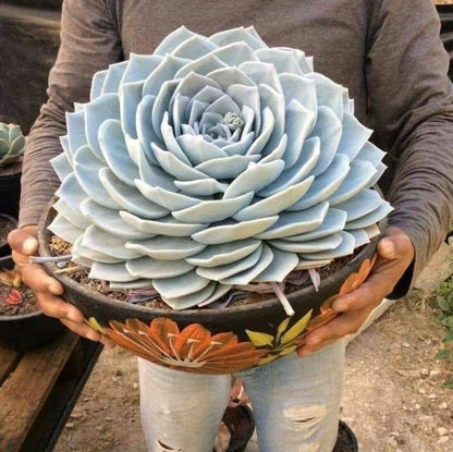 🌺Lakshmi Kamal Vastu Plant🌺 – Attract Wealth & Happiness💸