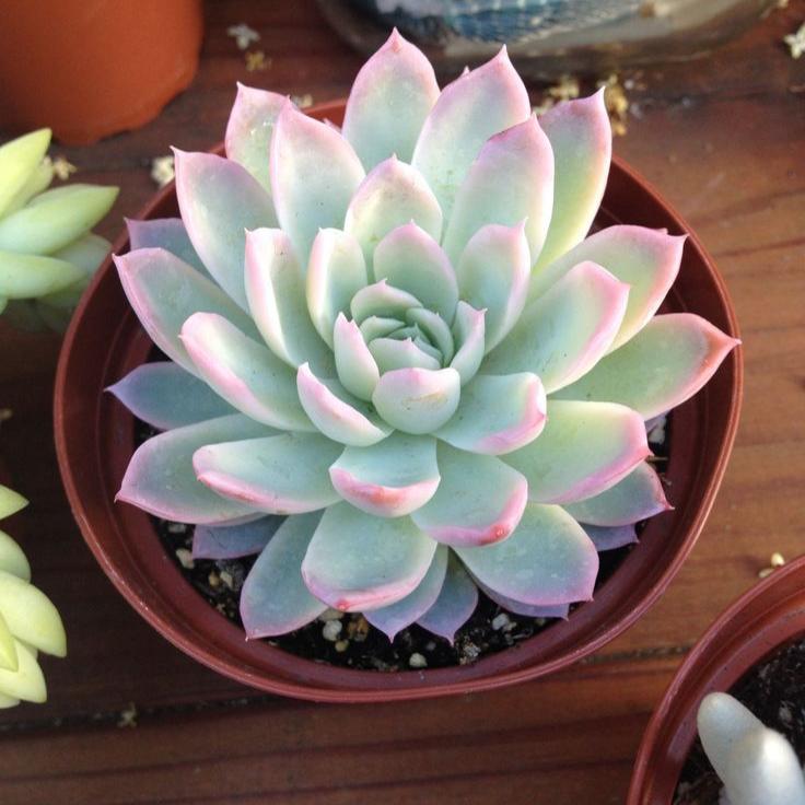 🌺Lakshmi Kamal Vastu Plant🌺 – Attract Wealth & Happiness💸