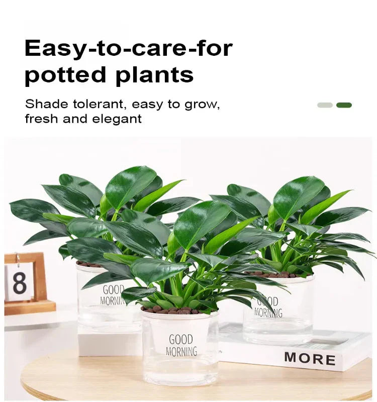 【 Lung Nourishing Drug King 】 Golden Diamond Green Plant