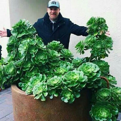 🌺Lakshmi Kamal Vastu Plant🌺 – Attract Wealth & Happiness💸