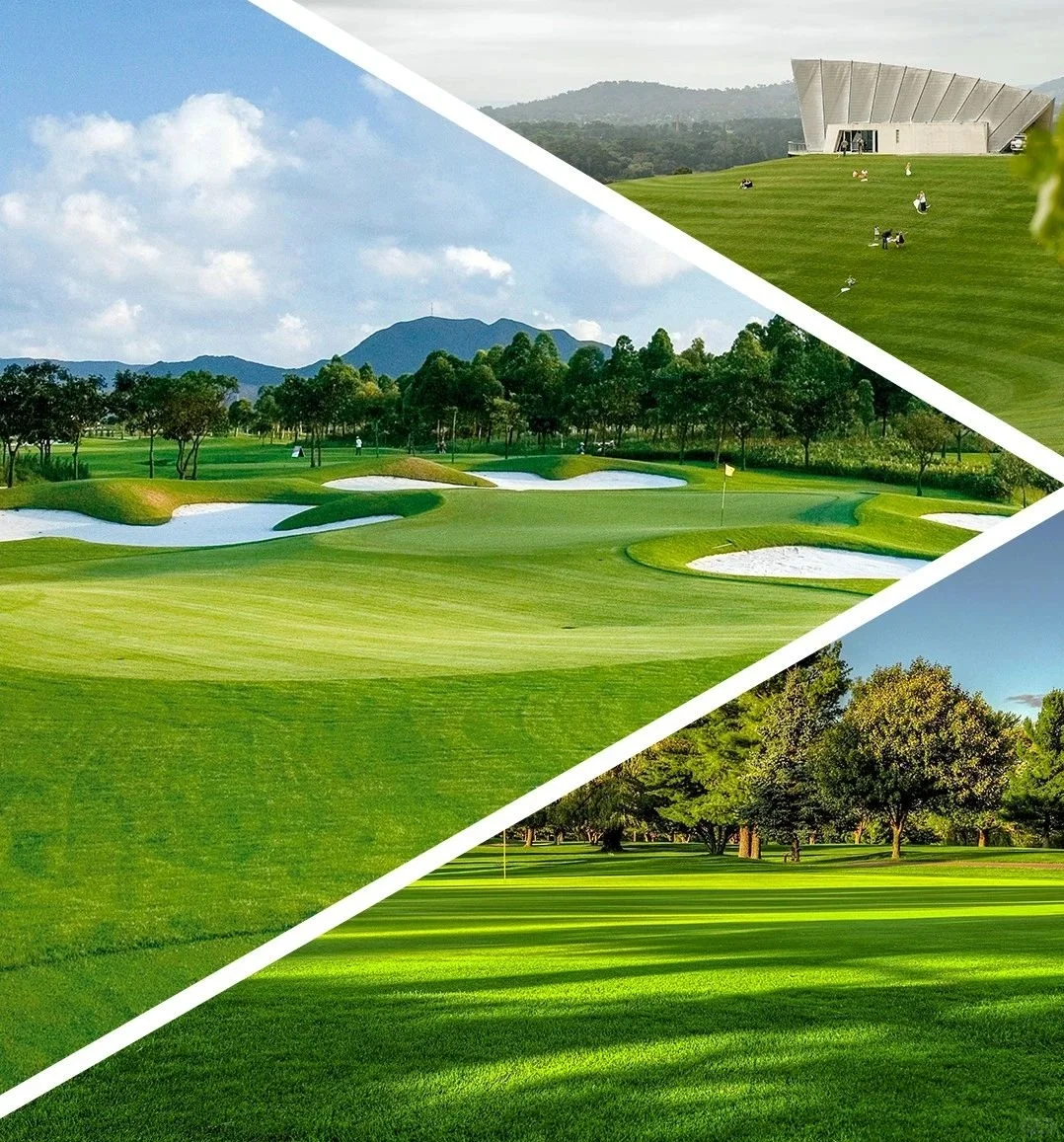 Evergreen Grass Seeds (Buy 1 Get 1 Free)